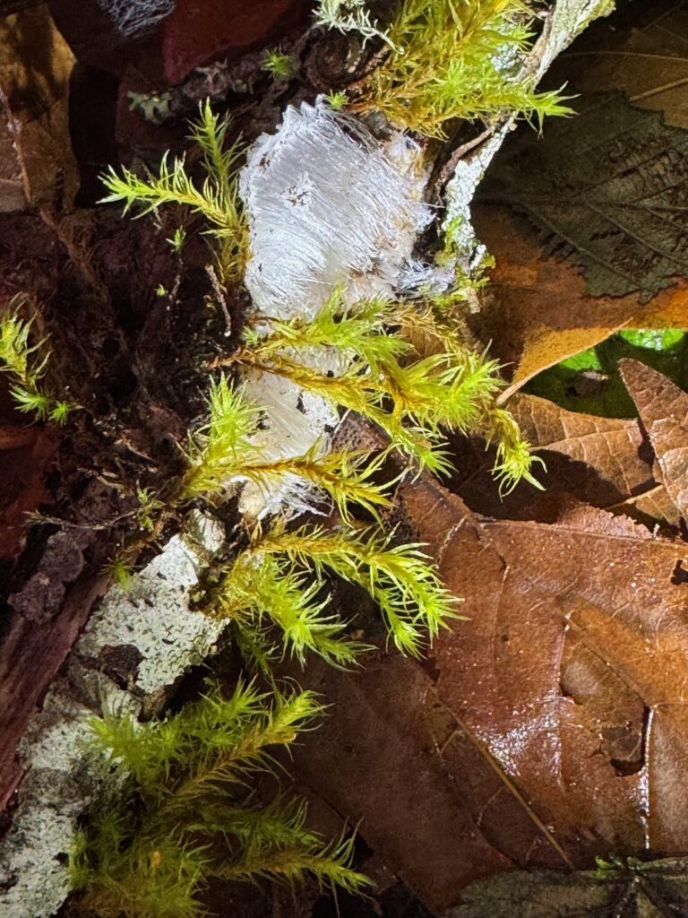 A mossy stick with fine hair-like strands of frost bursting out through splits in the bark.