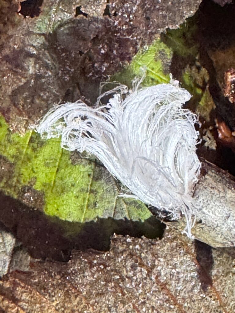 Closeup of small twig that has a burst of frost growing like a flower out the end