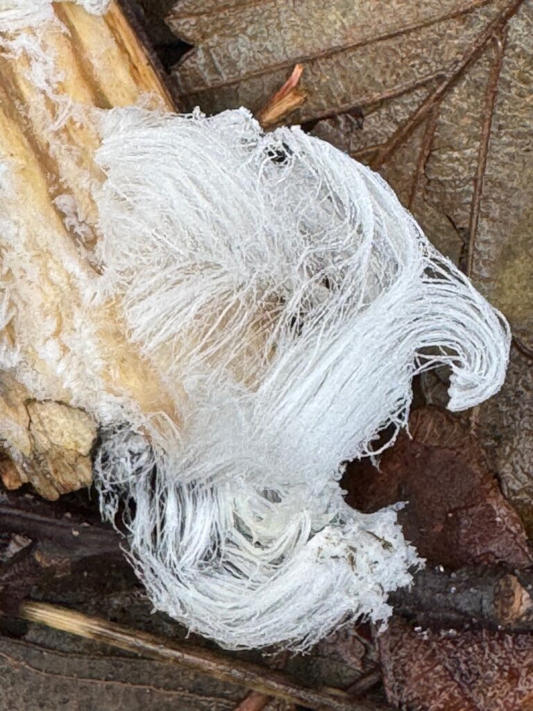 Frost growing out the end of the first stick. Some of it has curled into a graceful wave formation, clearly visible against brown leaves