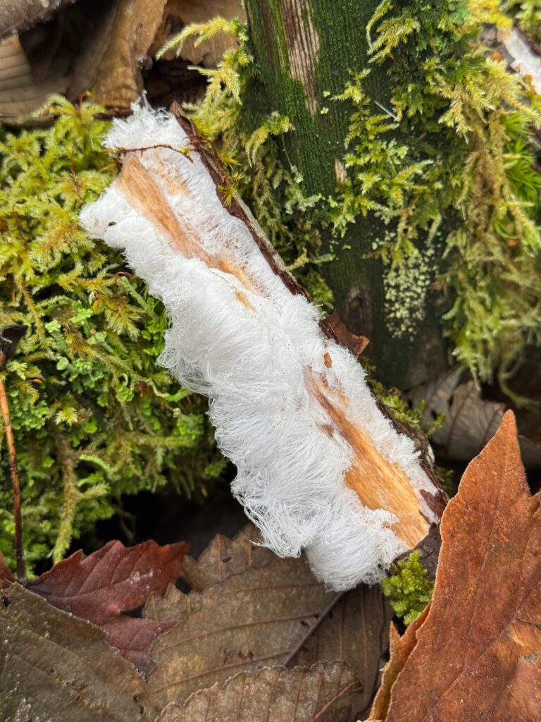 A stick growing frost that looks like short pure-white hair. On a bed of moss and leaves.