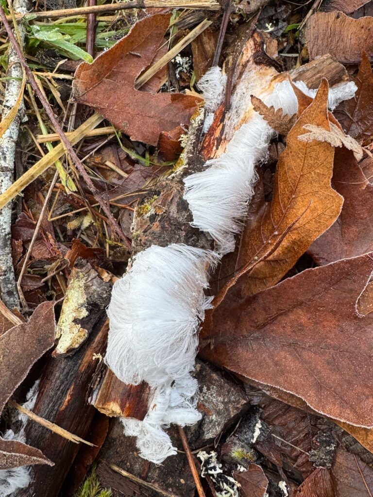 A stick growing luxuriant curls of hair ice out one side. They look like pure-white locks of hair.