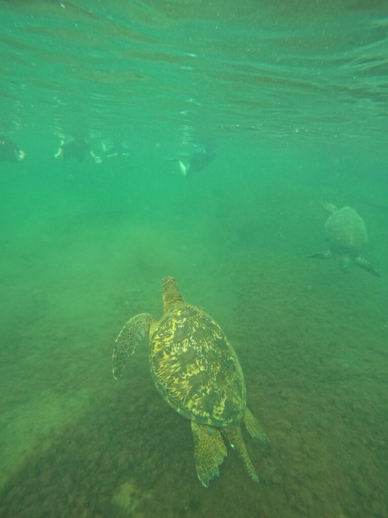 A large turtle is starting to come up for air. In the background on the left, several snorkelers are visible, observing from a respectful distance. In the background on the right, a turtle is diving back down towards the bottom, which is green with vegetation.