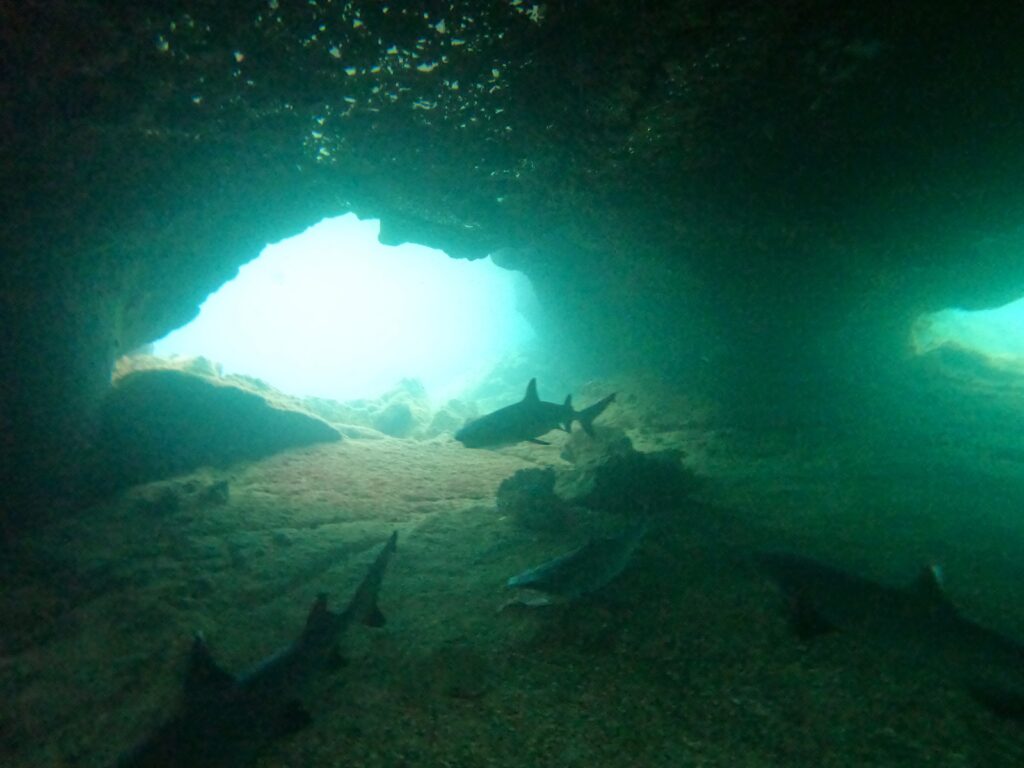 An underwater view showing several smallish sharks in an underwater cave. Two arched entrances beyond give light and the sense of space.