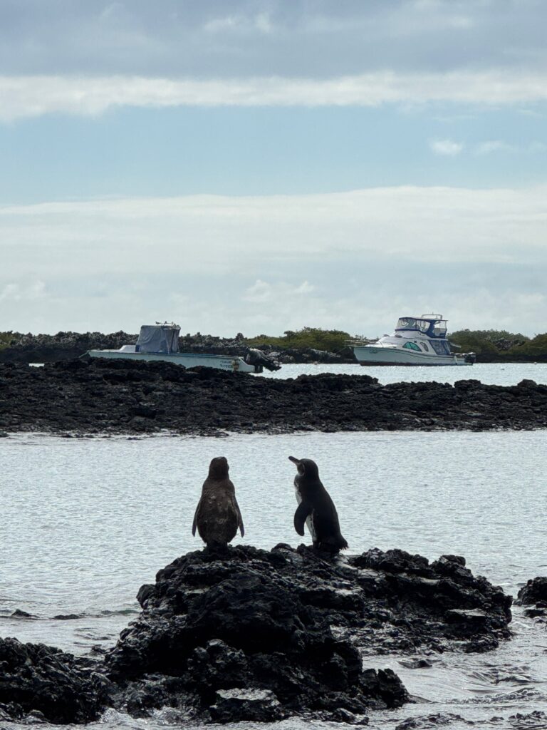 Two small penguins stand on a rock in the water. Beyond another peninsula of rock cuts across the frame. Beyond, a couple boats are visible before the green of mangroves.