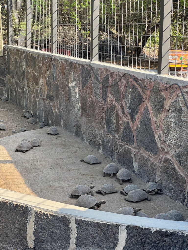 Dozens of little tortoises, a little bigger than American box turtles, are in a concrete enclosure with a rock wall fencing them in