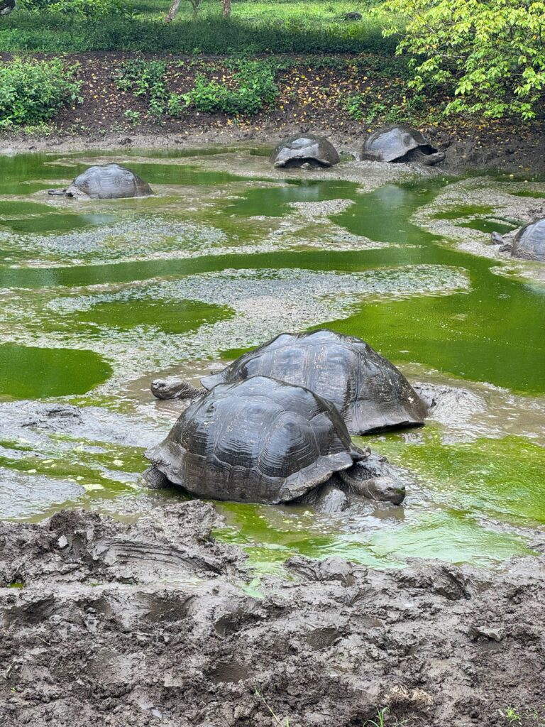 Two large tortoises, facing opposite directions, are in the foreground of a huge mud puddle/pond. Several other tortoises are in the background. The edge of the pond is churned mud. The surface of the water is green with algae. 