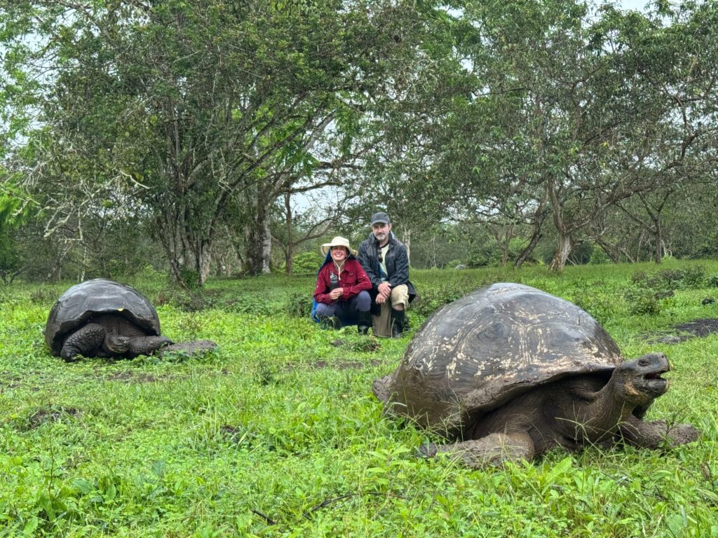 A couple with a large tortoise in the foreground, and a somewhat smaller tortoise off to the left