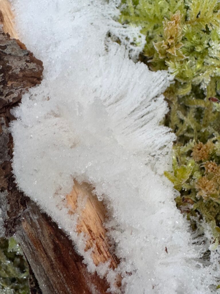 Strands of frost have grown on a stick, and then been overlaid by a secondary layer of frost, hiding most of the detail of the original frost