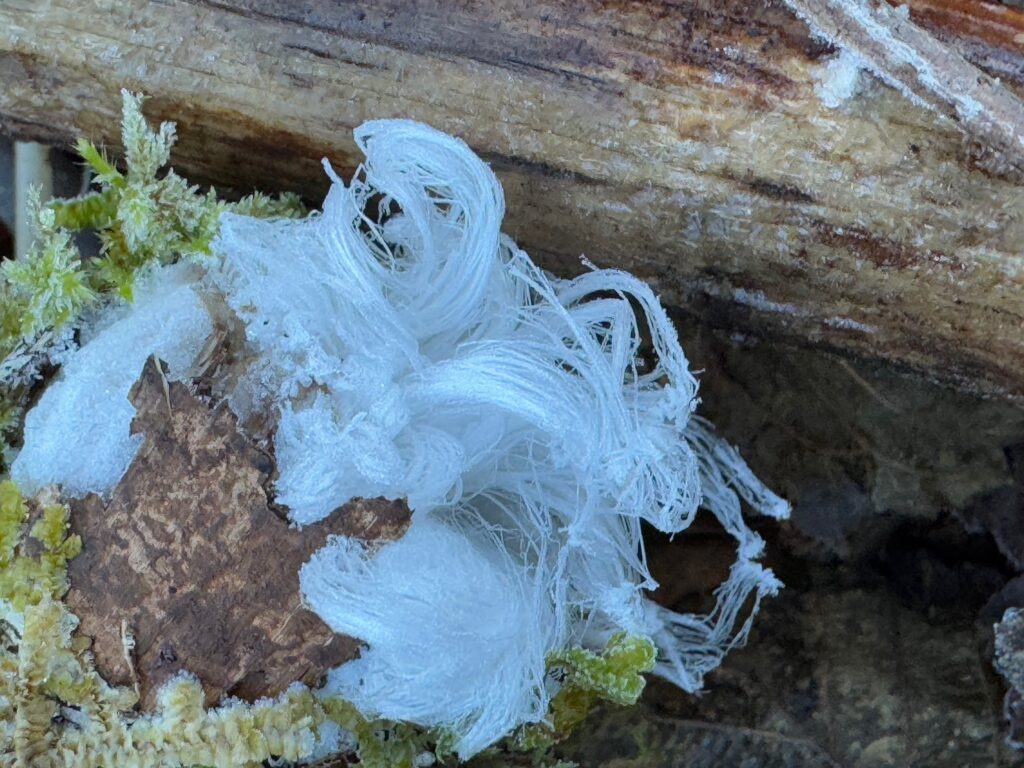 Closeup of strands of ice that look exactly like a big clump of white hair. Moss is visible in the lower left. The strands are clearly visible against sticks and leaves.