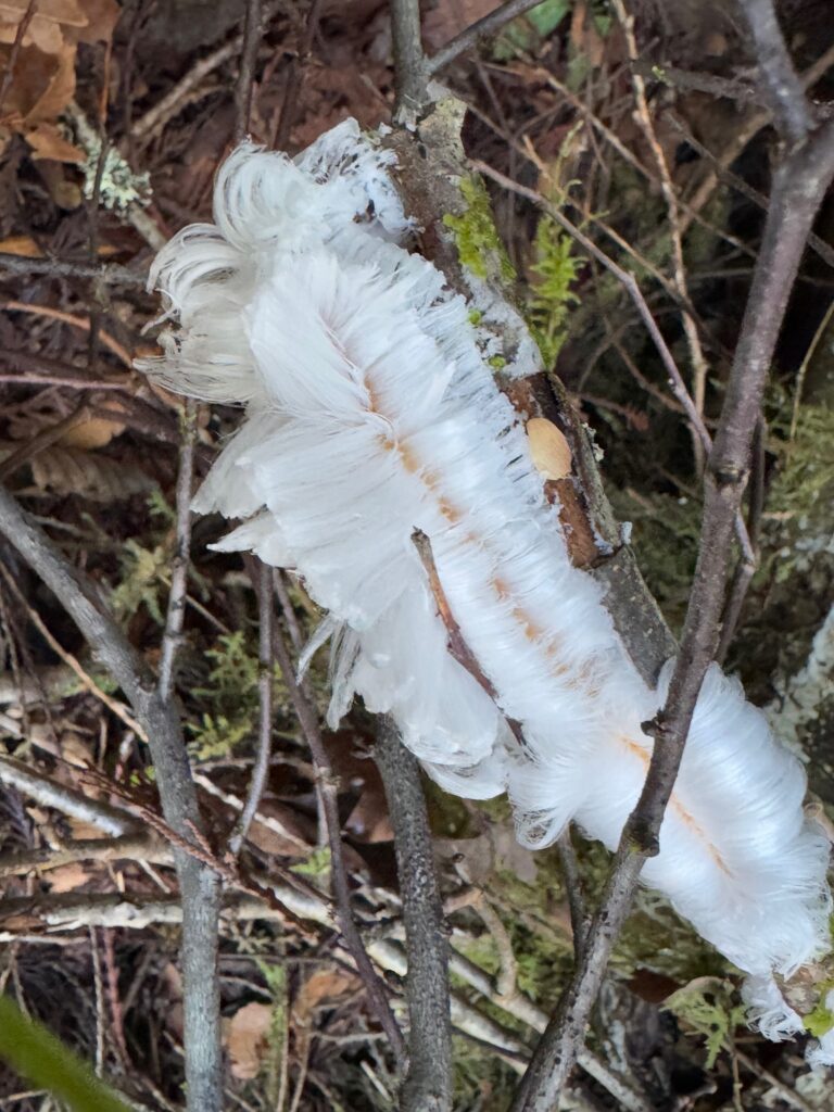 A twig has a serious of pure white cowlicks growing out of it. It has a distinct center part that shows pale dead wood peeking through