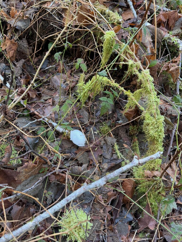 A pure puff of white looks out of place in the middle of the frame. The rest of the frame is an unkempt woods understory scene: dead leaves, broken sticks, moss, and a tangle of trailing blackberry vines.