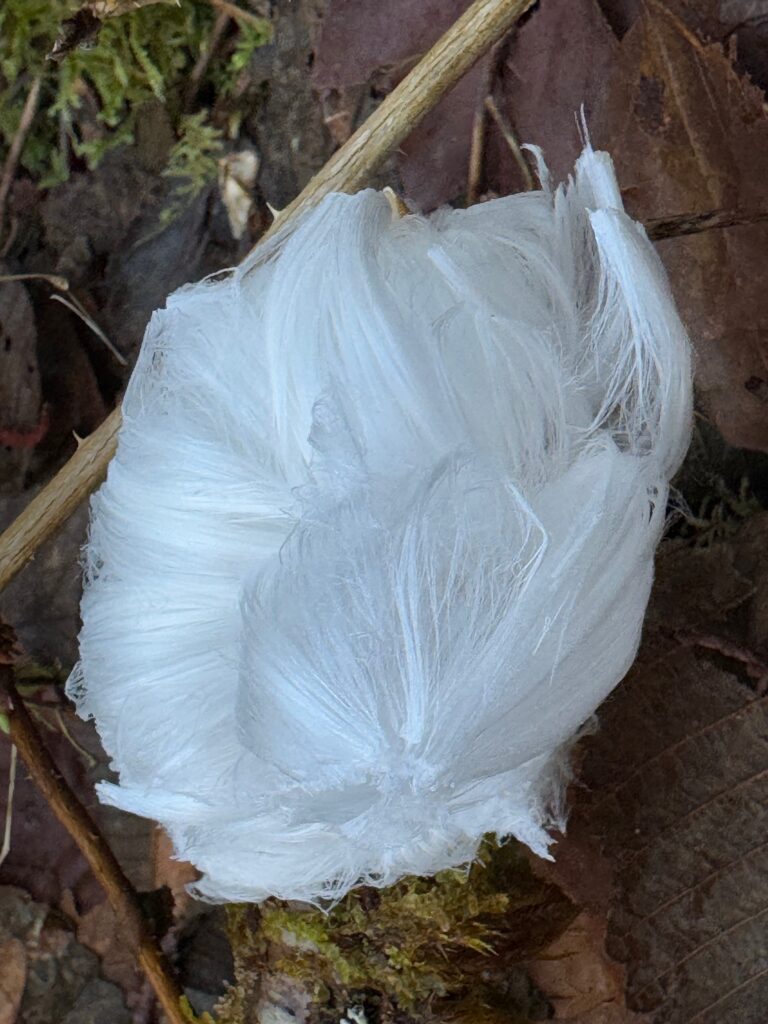 A puff of white "hairs" of frost, forming a flower configuration. The frost has grown from the end of a stick, resulting in a common "growth" point. The strands form a dense fluff of frost, which shows up as bright white against a backdrop of brown and green