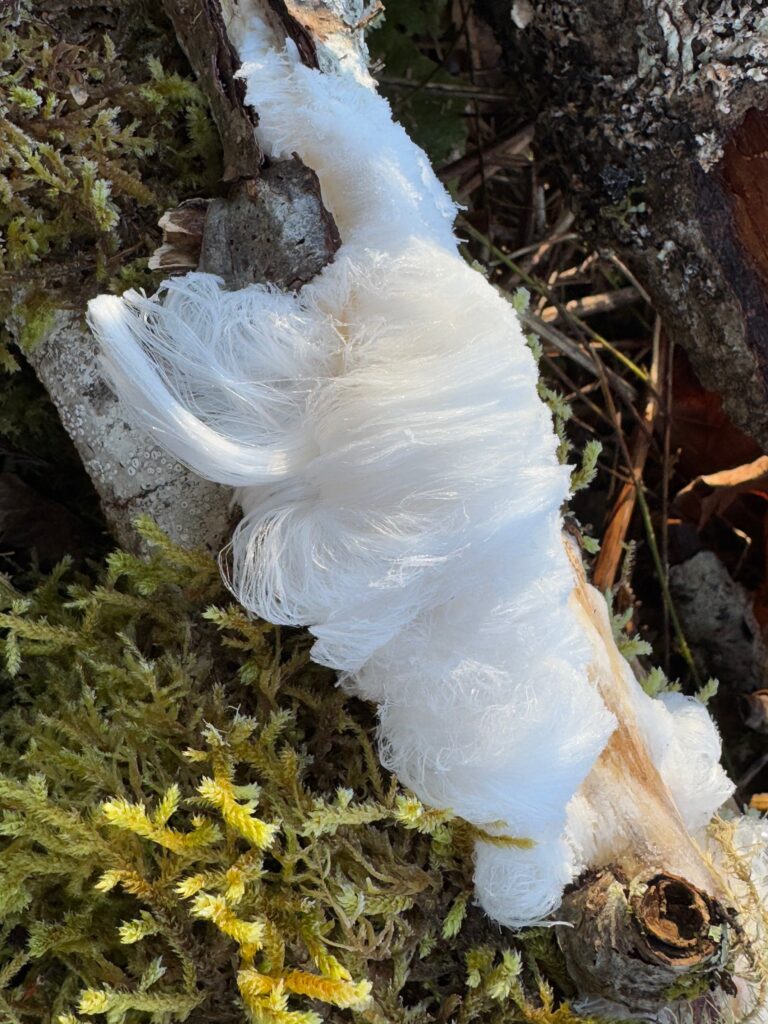 Pure white strands that look like hair "grow" in locks from a stick lying on a bed of moss