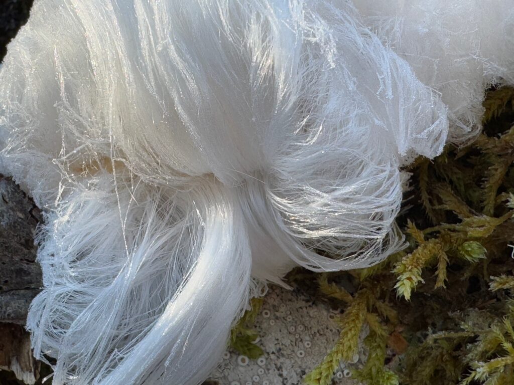 Closeup of strands of ice that look exactly like a big clump of white hair. Moss is visible in the lower right.