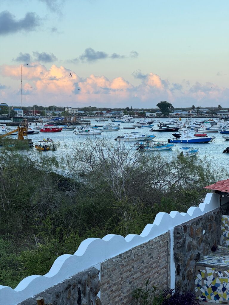 A peaceful harbor scene, with sunrise-tinged clouds in the background. Dozens of small boats fill the harbor. In the foreground, a wavey wall cuts across diagonally. Green shrubs and trees fill the intermediate triangle before the harbor.