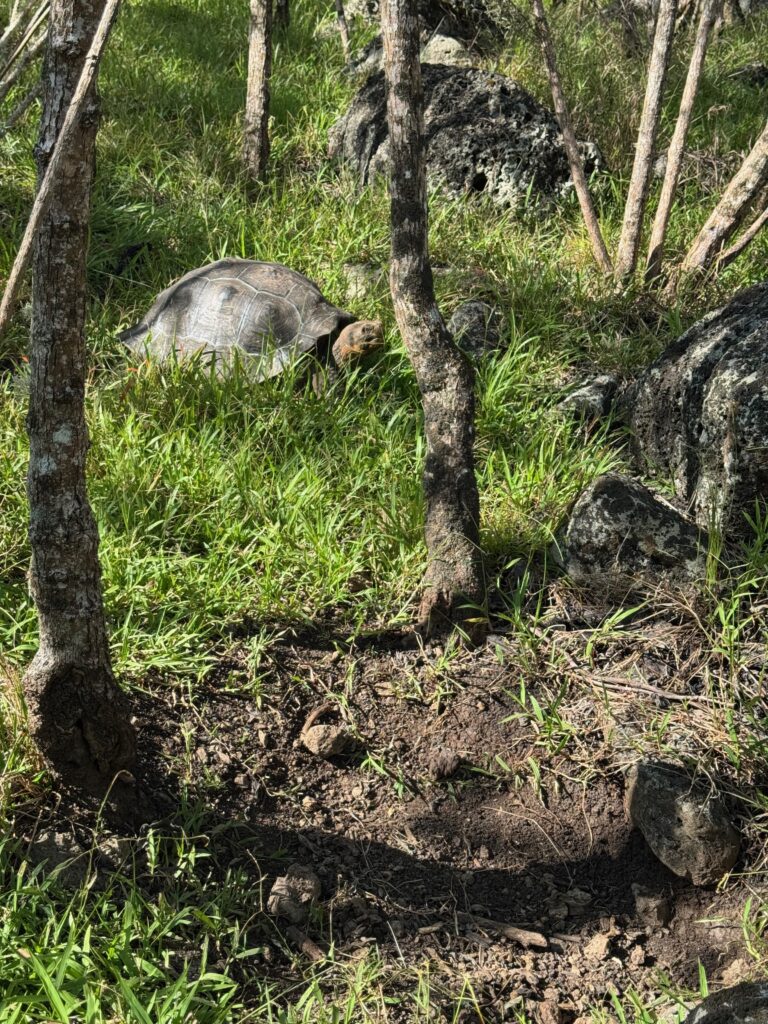 A large tortoise sits in the green grass. It is bracketed by a couple slim tree trunks. A bare patch of earth in the foreground shows where a tortoise likes to sleep for the night.