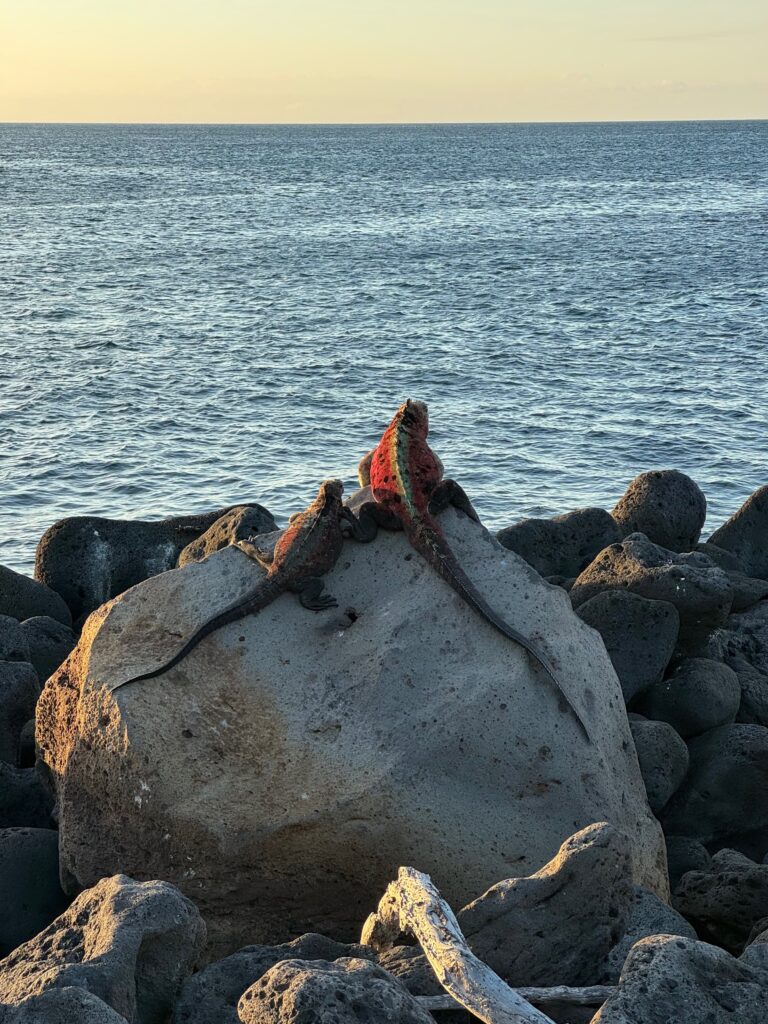 Two iguanas share a rock looking out to see. The larger iguana (likely a male) has red coloration with a greenish line down his back. The smaller iguana (likely a female) is mostly charcoal colored, with just a hint of red on her sides